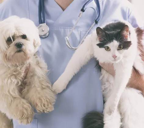 Veterinarian holding a dog and a cat